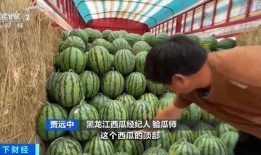 娱乐吃瓜蜀黍海苔咪,揭秘娱乐圈幕后故事