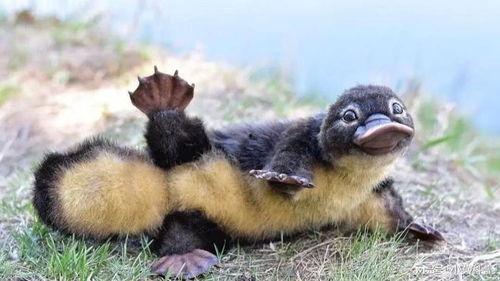 娱乐吃瓜酱鸭嘴兽,娱乐吃瓜酱的趣味揭秘之旅